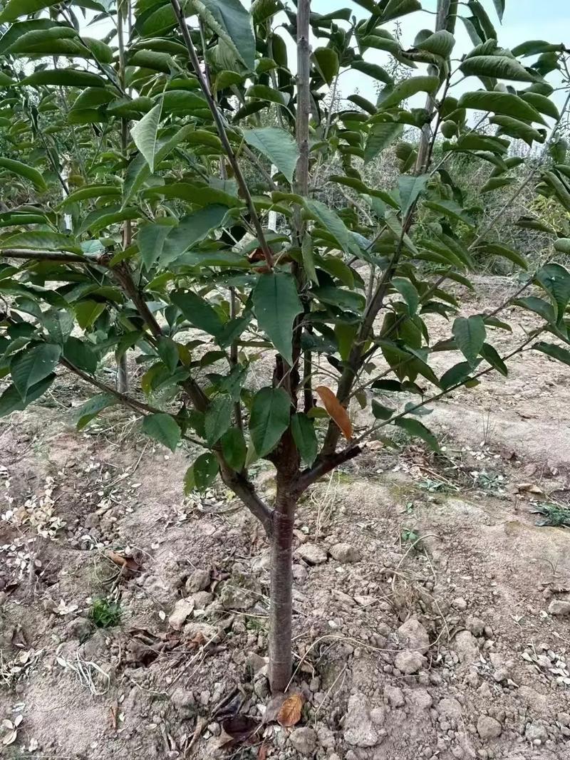 20亩山地樱桃园出租出售