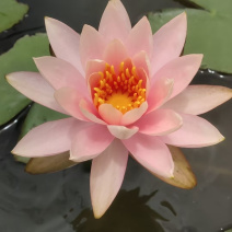 睡莲