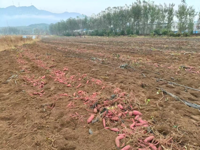 红瑶白薯基地直发品质保障量大从优欢迎来电