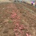 红瑶白薯基地直发品质保障量大从优欢迎来电