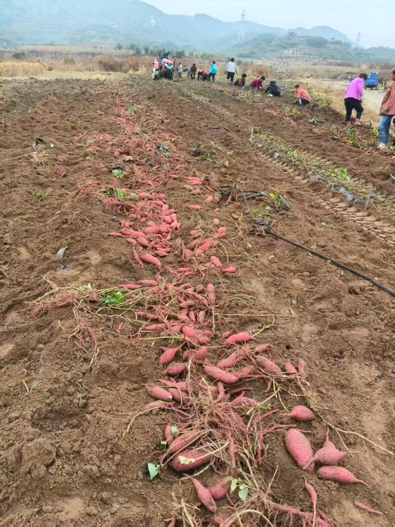 红瑶白薯基地直发品质保障量大从优欢迎来电