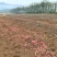 红瑶白薯基地直发品质保障量大从优欢迎来电