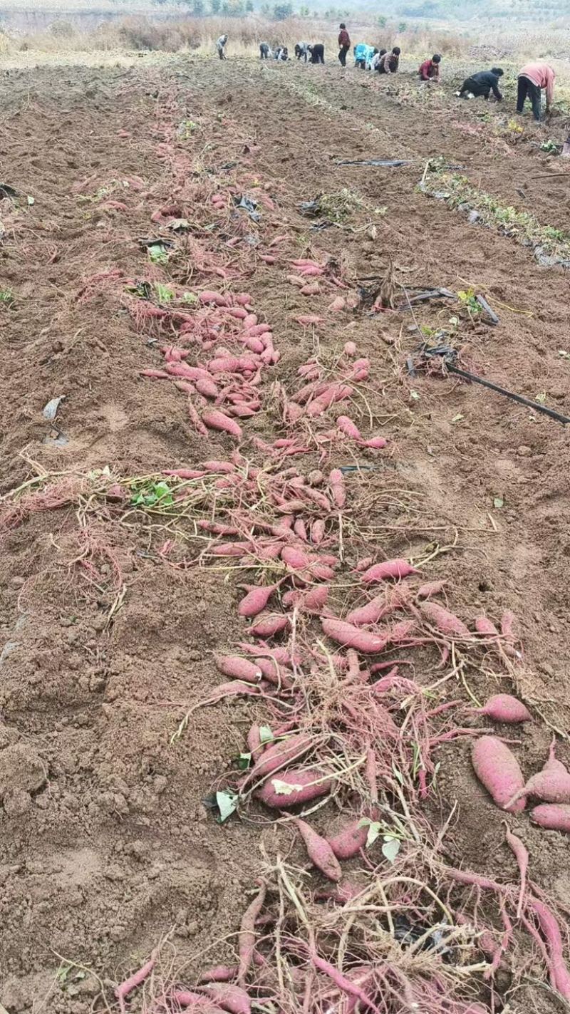 红瑶白薯基地直发品质保障量大从优欢迎来电