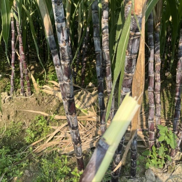 黑皮甘蔗大量批发