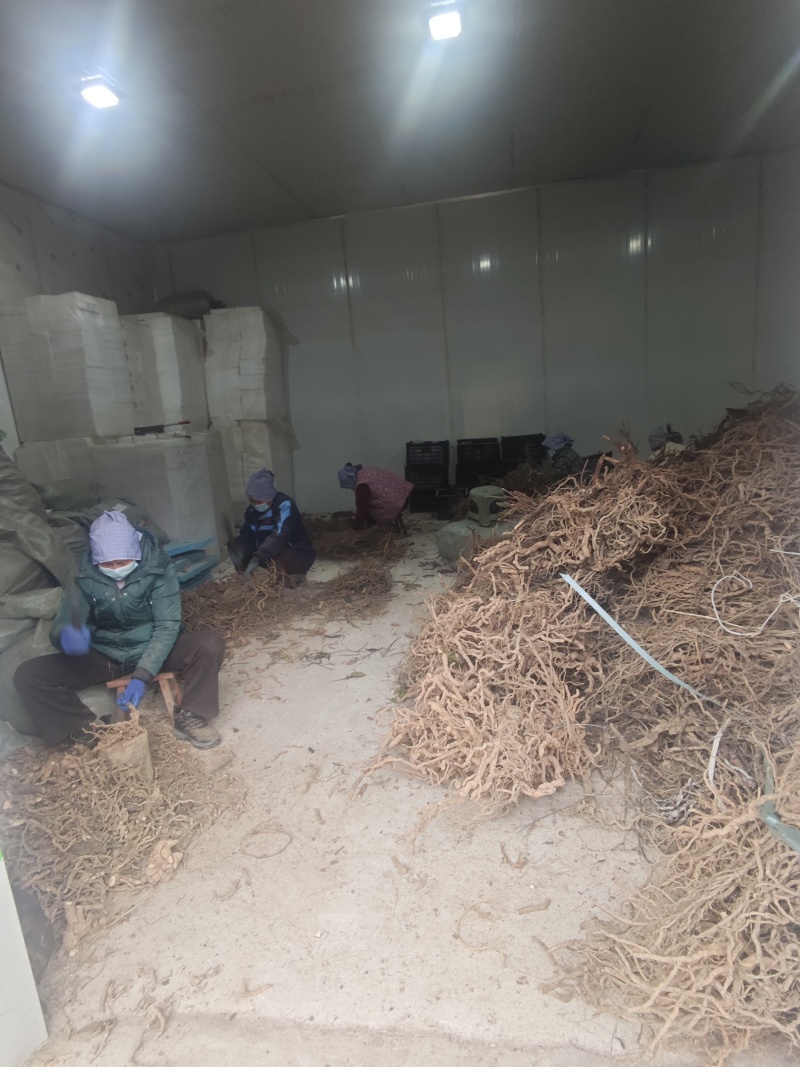 黑老虎根纯根湖南通道深山野生中药材过山风钻山风钻骨风冷