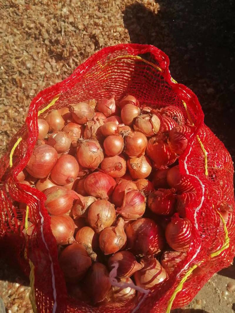 卖优质毛葱和毛葱栽子，大毛葱中葱小毛葱，基地直供全国发货