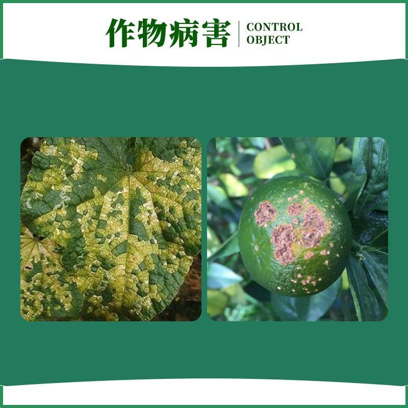 一帆林丽77%硫酸铜钙柑橘溃疡病黄瓜细菌性角斑病进口农药