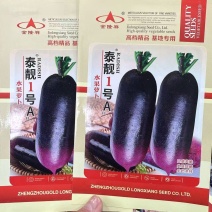 泰靓1号水果冰淇淋萝卜种子甜脆超甜水果萝卜种子紫皮红