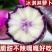 泰靓1号水果冰淇淋萝卜种子甜脆超甜水果萝卜种子紫皮红