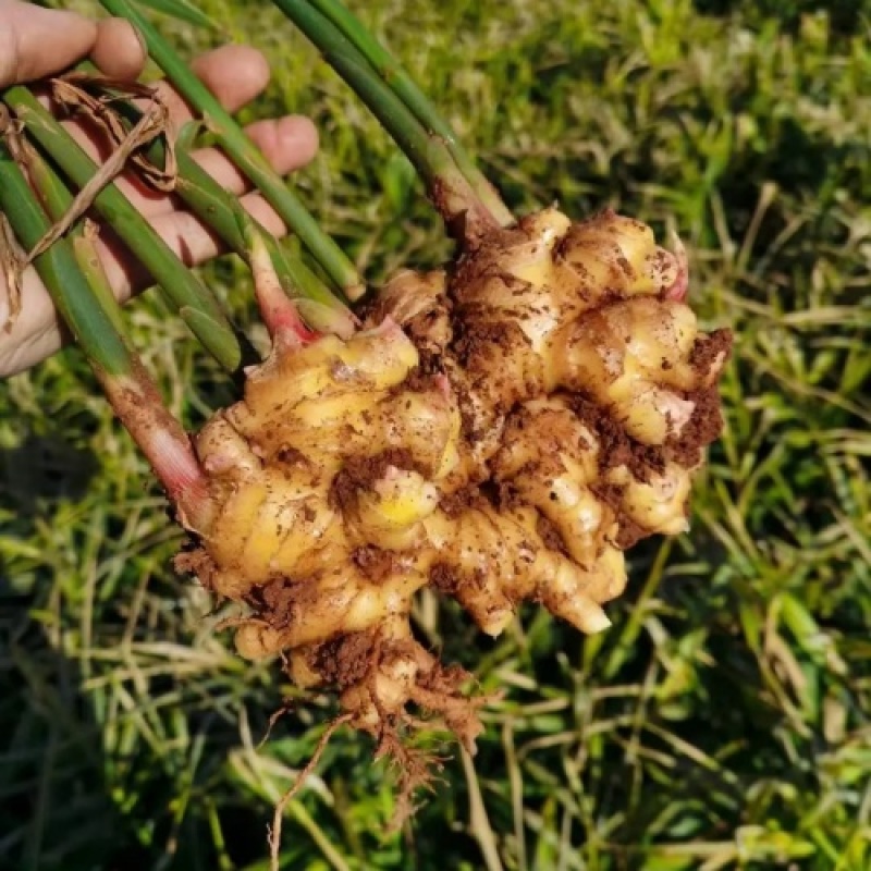 云南小黄姜。大量低价上货，保质保量，一手货源，欢迎联系