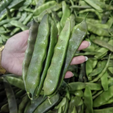 大油豆油豆角，一手货源，现摘线发货源充足，云南产地