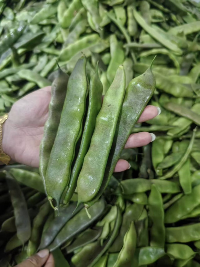 大油豆油豆角，一手货源，现摘线发货源充足，云南产地