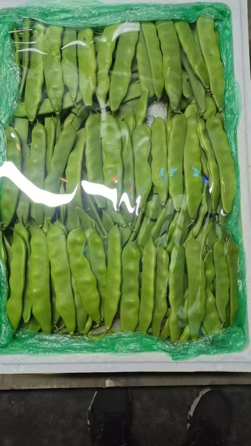 大油豆油豆角，一手货源，现摘线发货源充足，云南产地