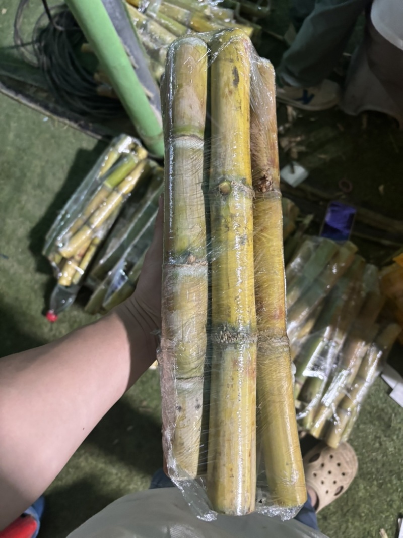 电商通货黄皮甘蔗，品质佳，电商**！自己也在做多多买菜。
