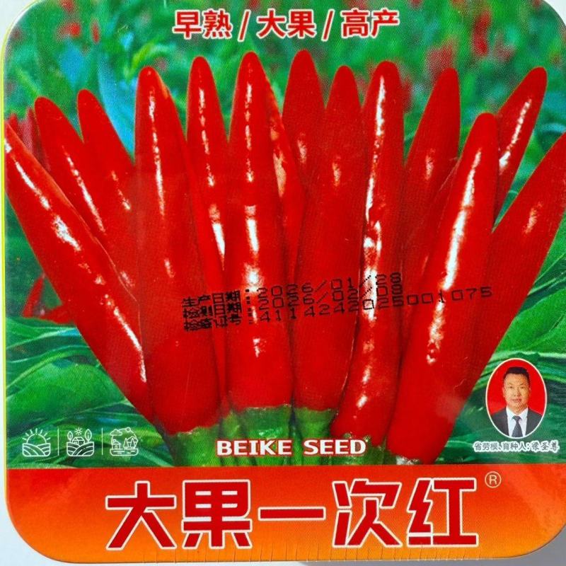 朝天椒种子大果一次红早熟粗生大果深红油亮皮厚籽多抗性好产