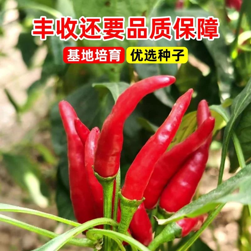 朝天椒种子大果一次红早熟粗生大果深红油亮皮厚籽多抗性好产