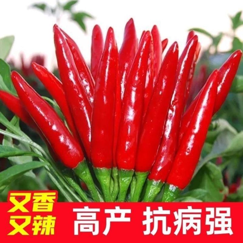 朝天椒种子大果一次红早熟粗生大果深红油亮皮厚籽多抗性好产