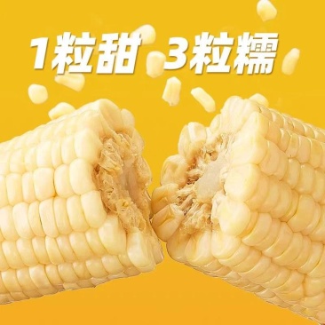 真空鲜食玉米软糯香甜厂家直发保质保量欢迎随时订购