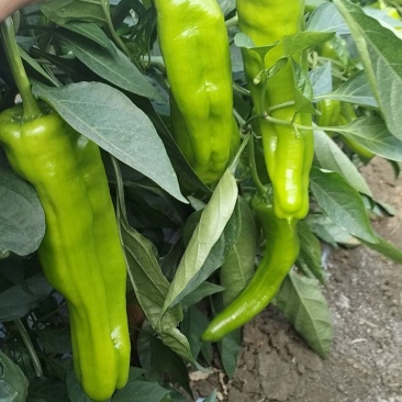 黄青皮炮王椒八号椒青皮辣椒小炮辣椒螺丝椒