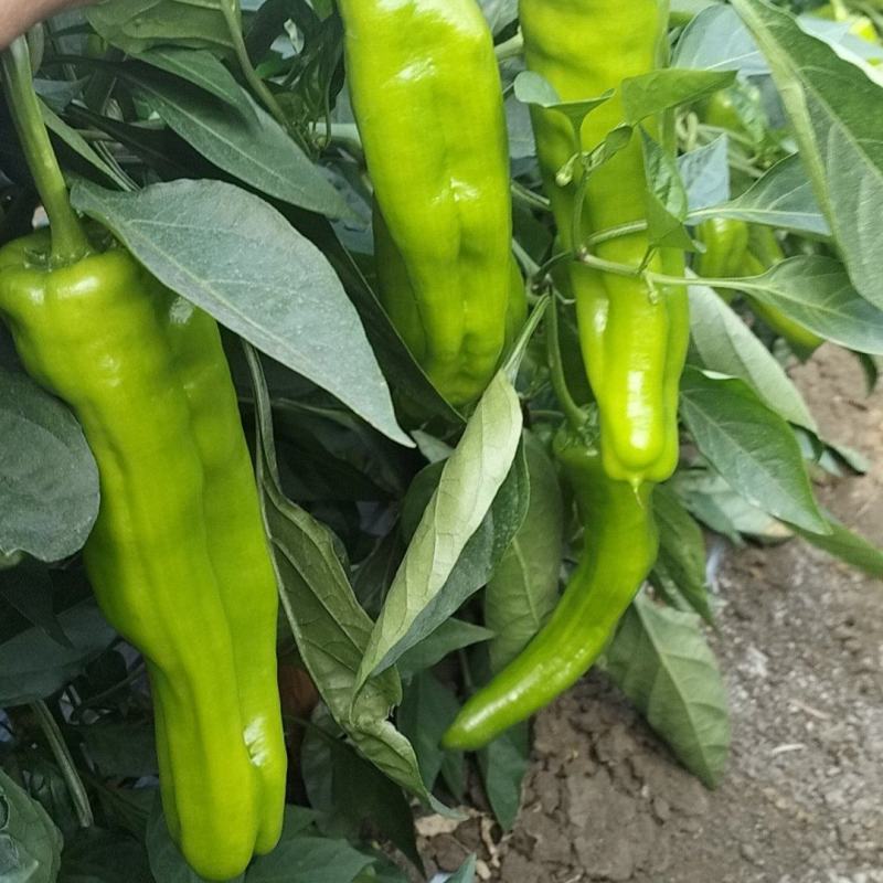 黄青皮炮王椒八号椒青皮辣椒小炮辣椒螺丝椒