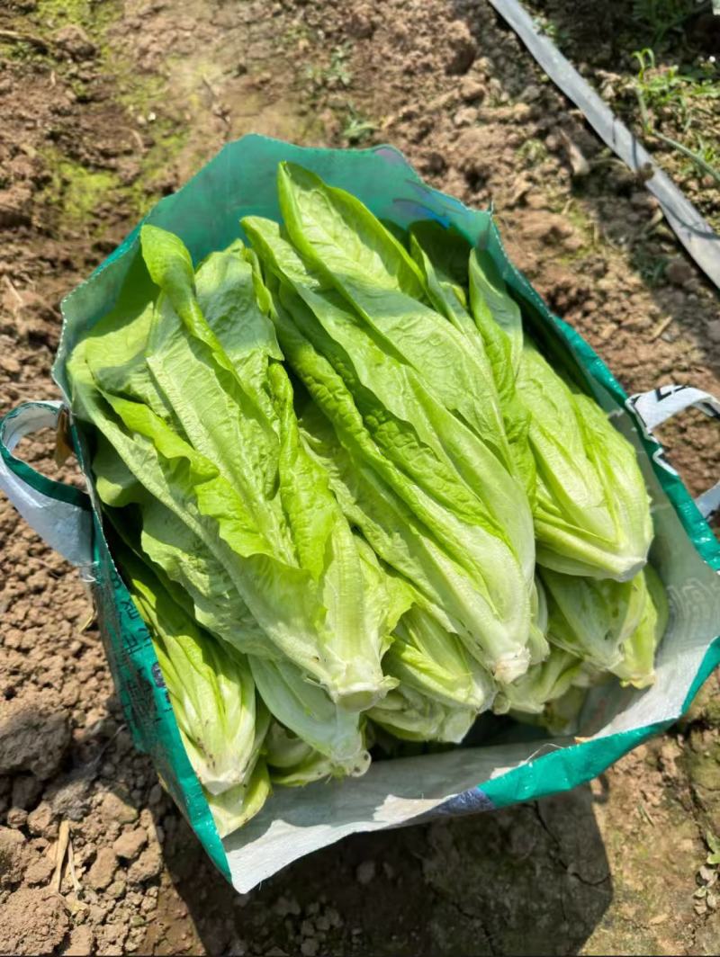 云南精品油麦菜产地直供，代发，加工，包装，物流运输服务