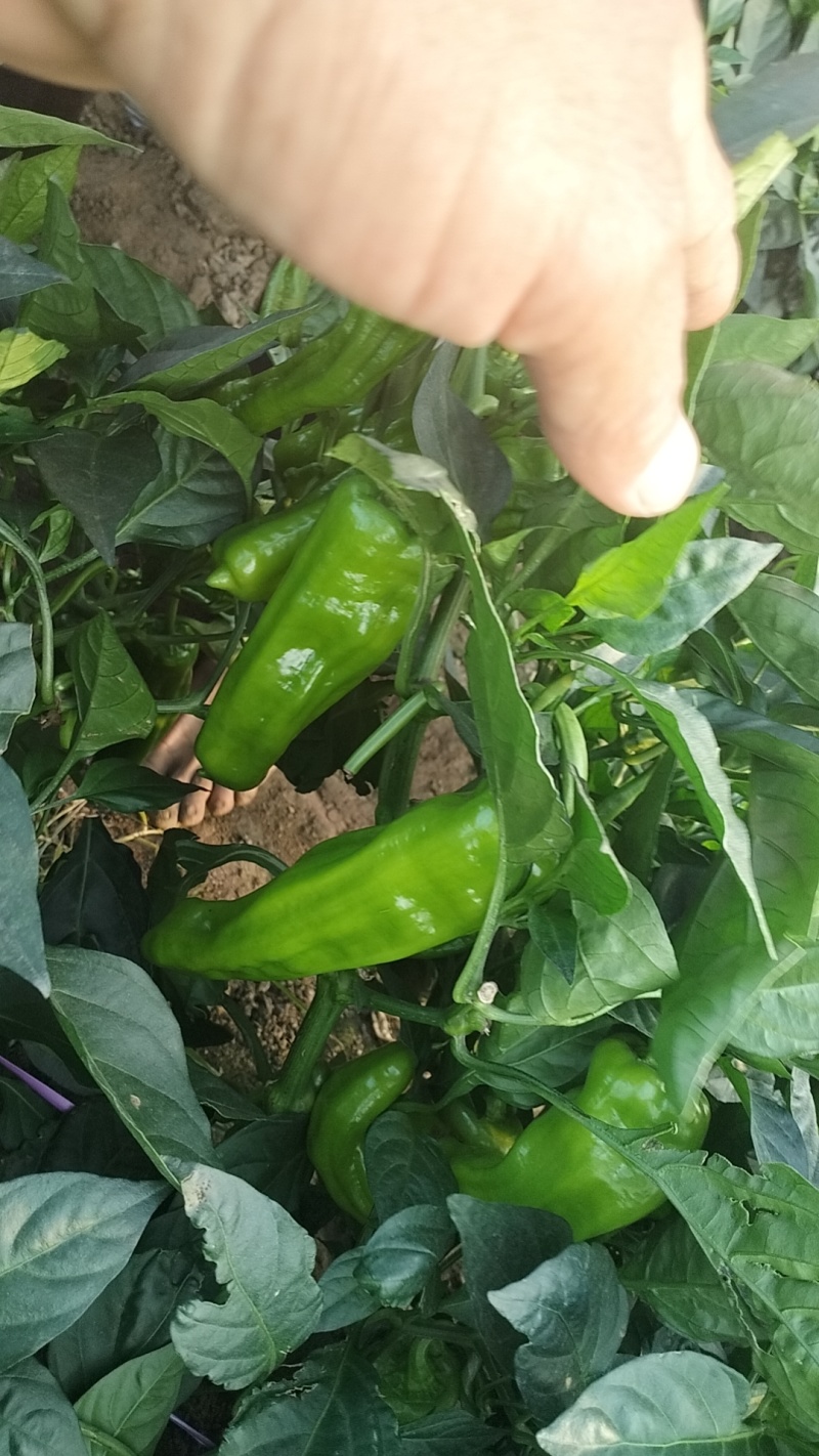 黄青皮炮王椒八号椒青皮辣椒小炮辣椒螺丝椒