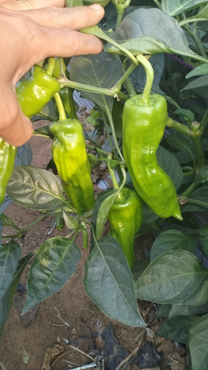 黄青皮炮王椒八号椒青皮辣椒小炮辣椒螺丝椒