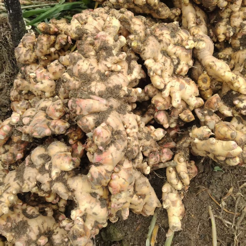 广西白口大肉姜生姜大量上市中基地直发对接商超团购电商