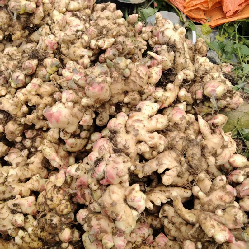 广西白口大肉姜生姜大量上市中基地直发对接商超团购电商