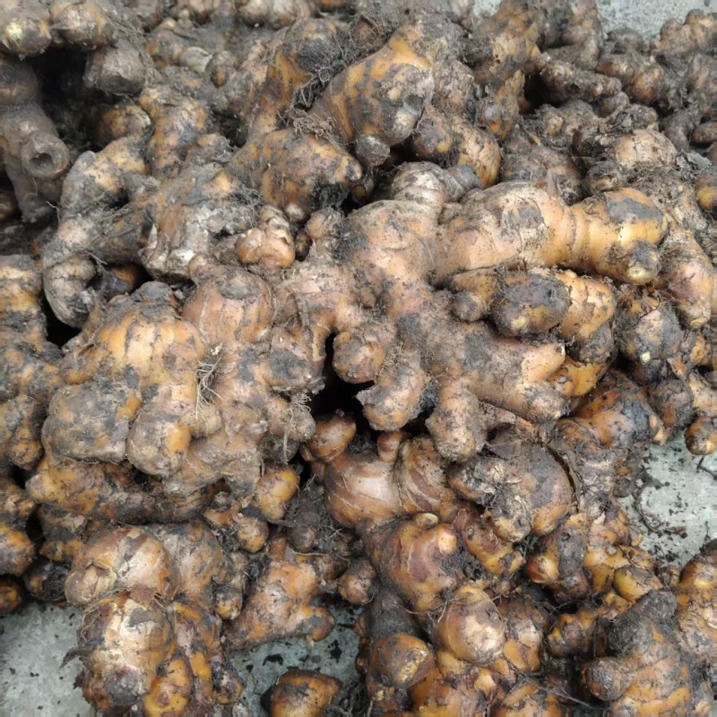 广西白口大肉姜生姜大量上市中基地直发对接商超团购电商