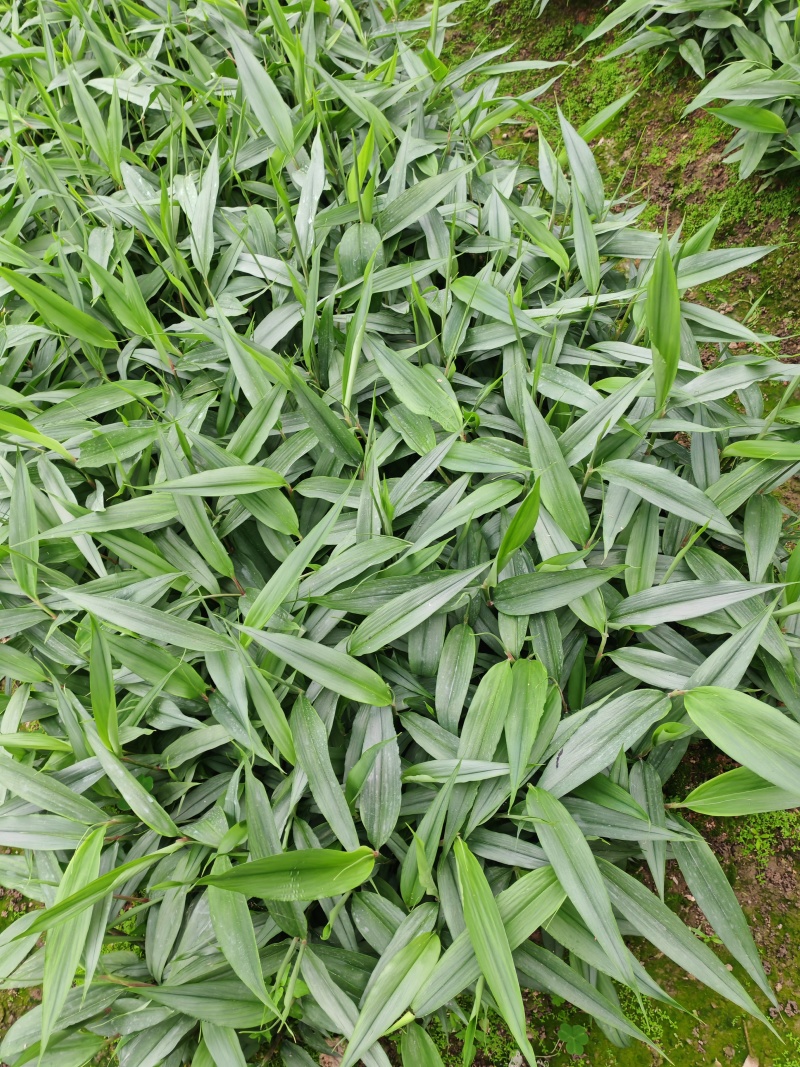 大量益智苗