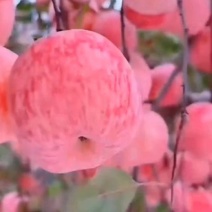 众诚三号苹果树苗