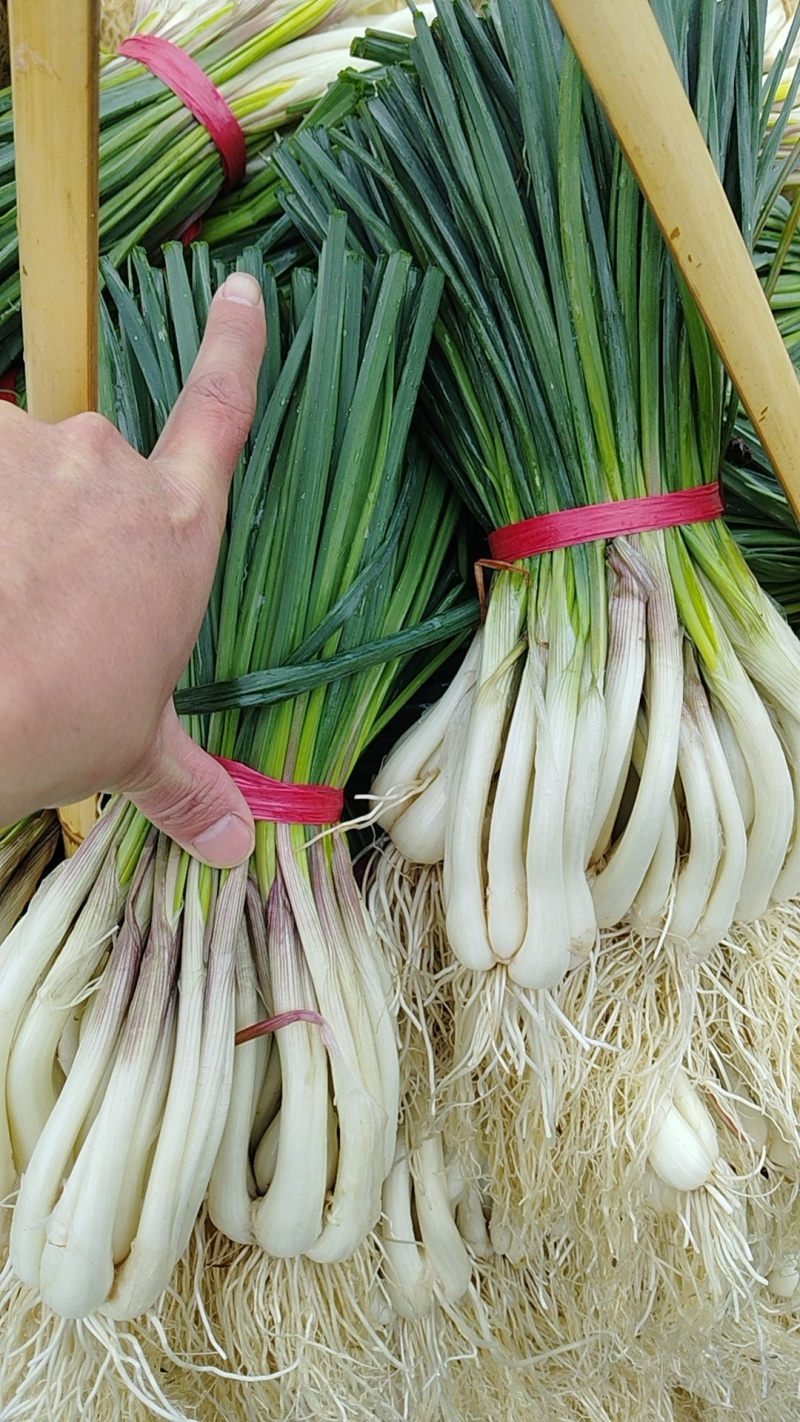 丷藠苗