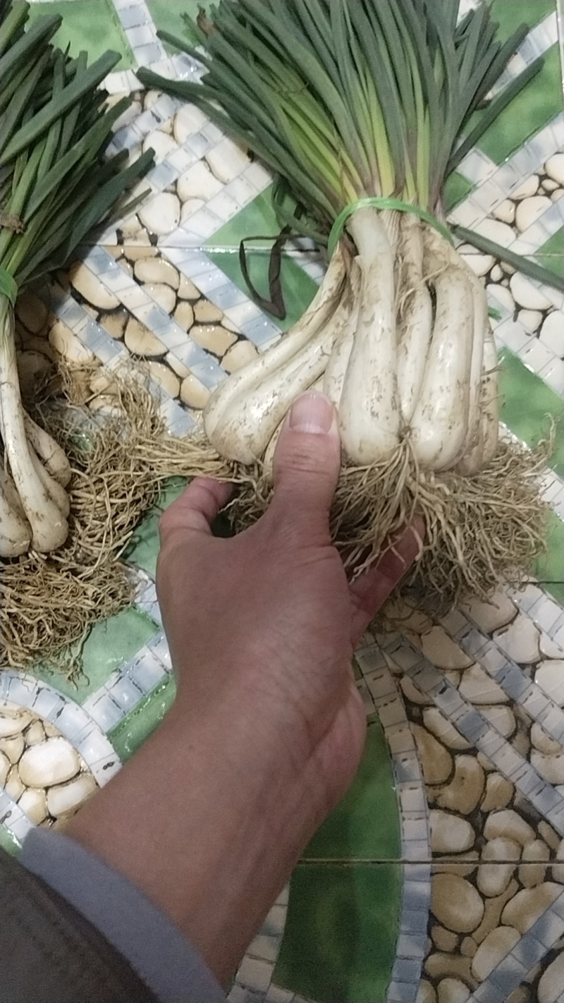 丷藠苗