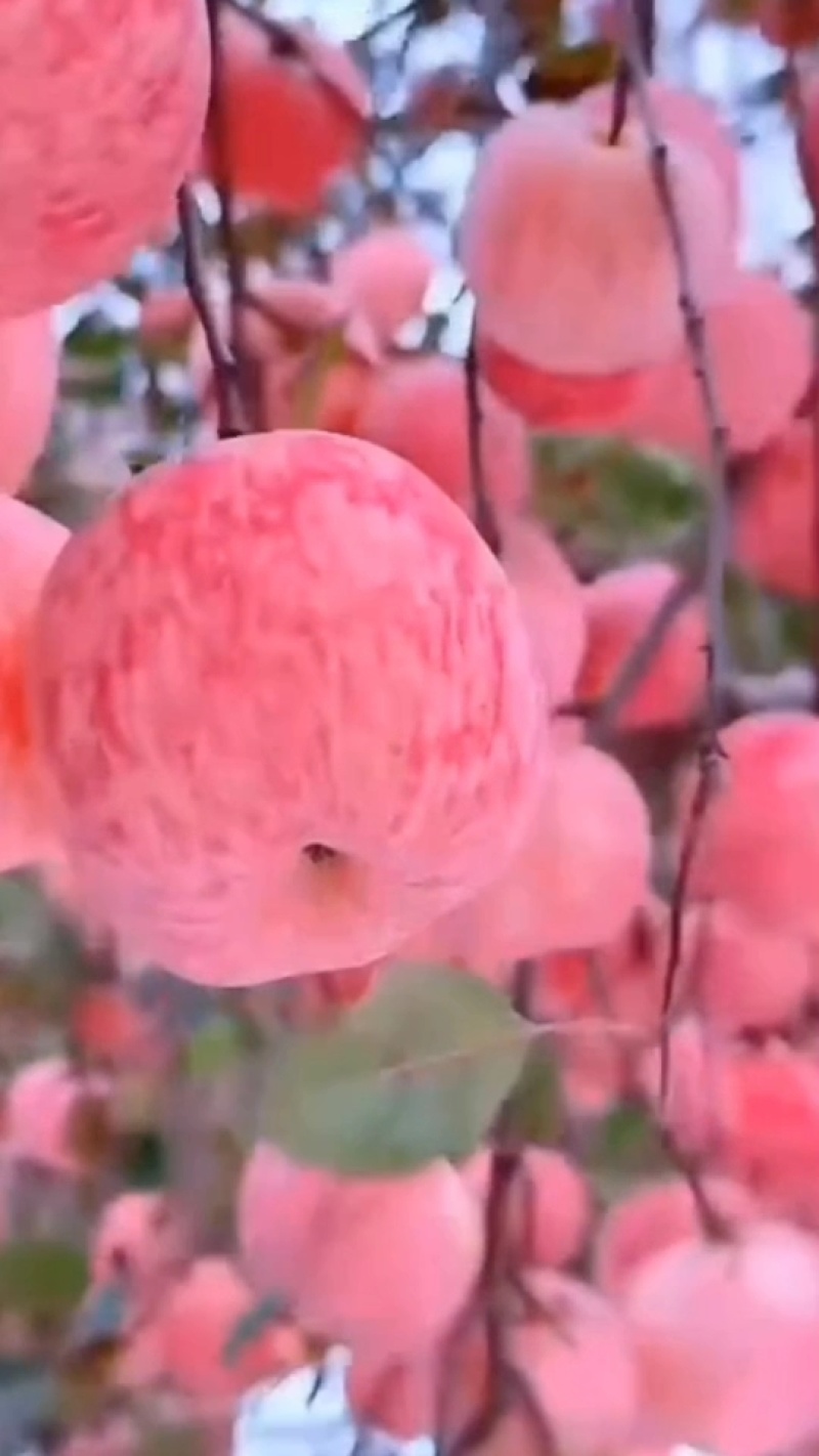 众诚三号苹果树苗