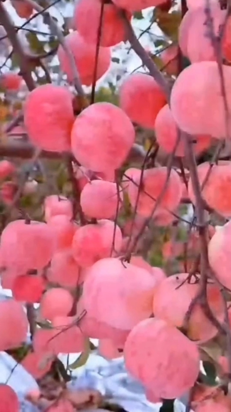 众诚三号苹果树苗