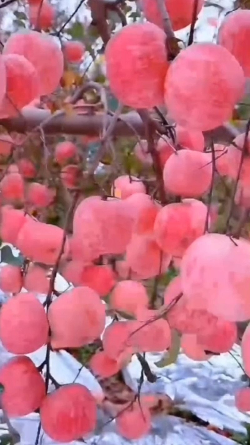 众诚三号苹果树苗