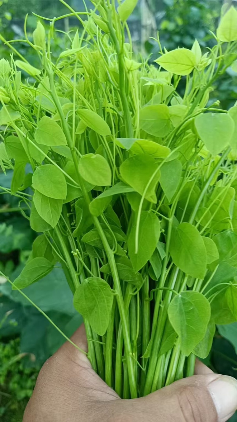 特野菜赤苍腾辣木苗量大从优欢迎来电咨询合作