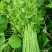 特野菜赤苍腾辣木苗量大从优欢迎来电咨询合作