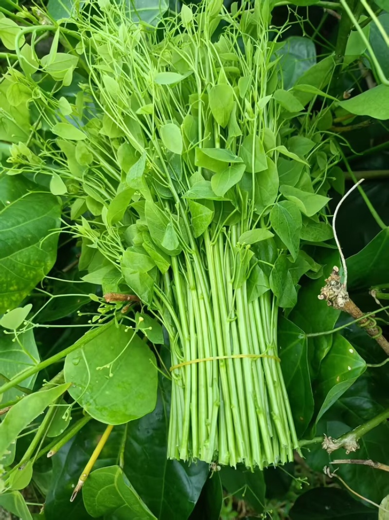 特野菜赤苍腾辣木苗量大从优欢迎来电咨询合作