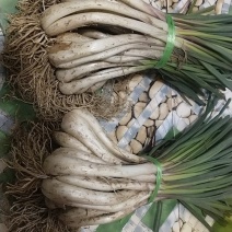 丷藠苗
