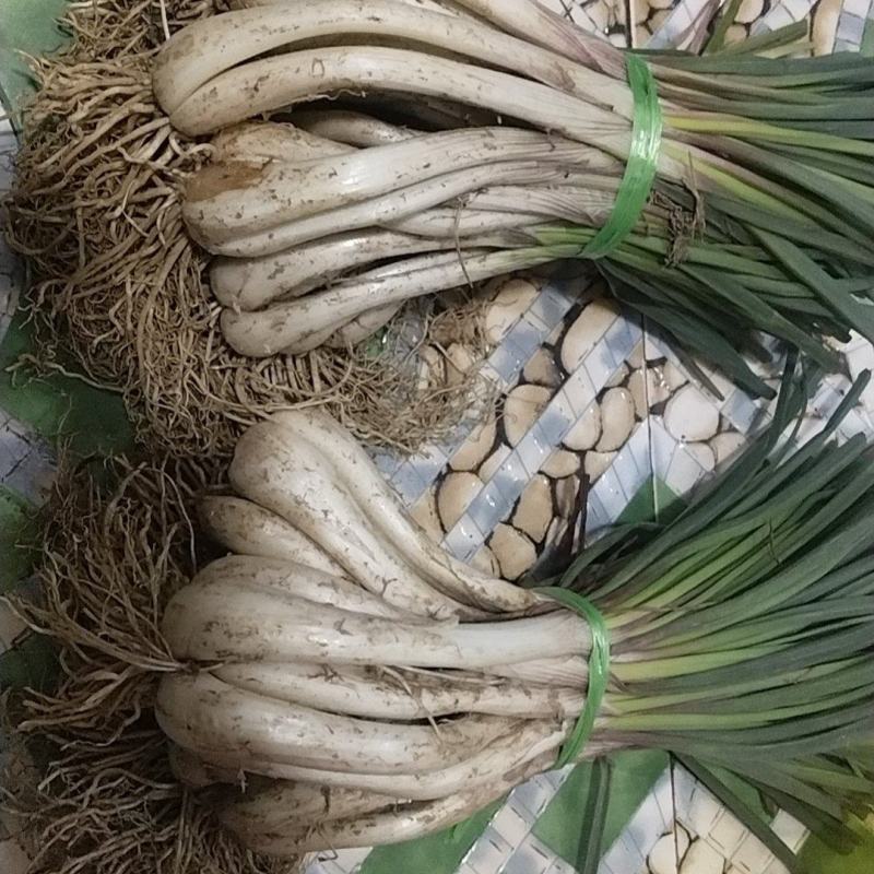 丷藠苗