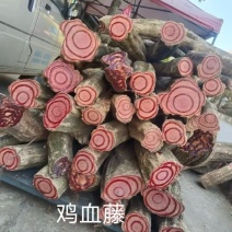 云南产区鸡血藤/新鲜鸡血藤/货源充足/欢迎选购