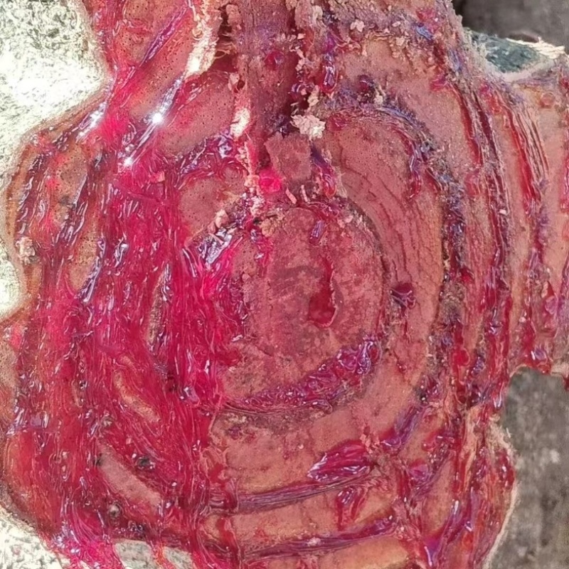 云南产区鸡血藤/新鲜鸡血藤/货源充足/欢迎选购