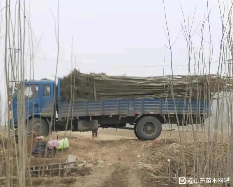 山东省郓城县大量出售杨树苗