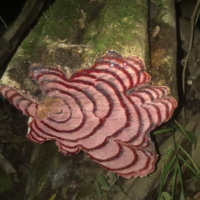 云南产区鸡血藤干货/产区直发/货源充足/量大价优