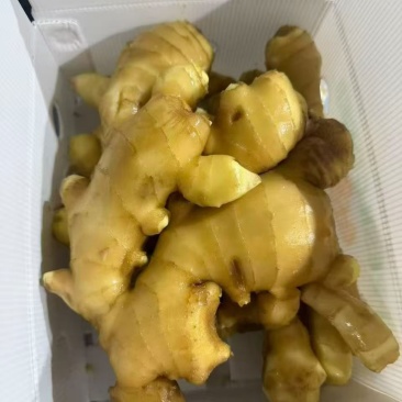 郴州姜常年供货，全国代发现挖现发姜味浓，品质好