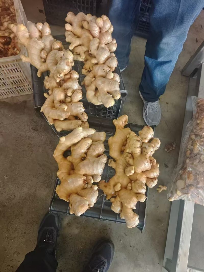 郴州姜常年供货，全国代发现挖现发姜味浓，品质好