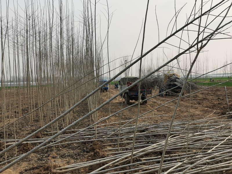 山东省郓城县大量出售杨树苗