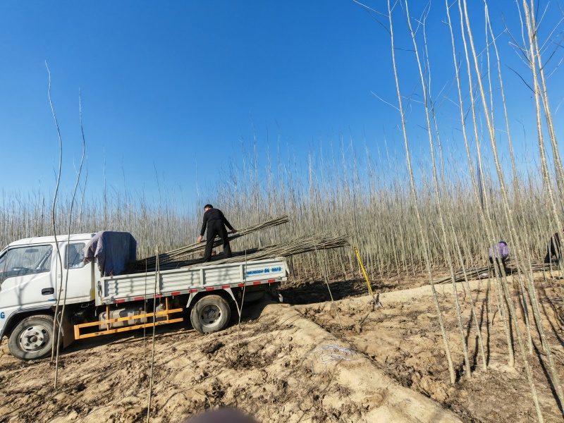 山东省郓城县大量出售杨树苗